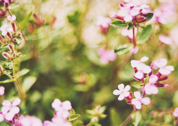 Delicate nature background with pink flowers