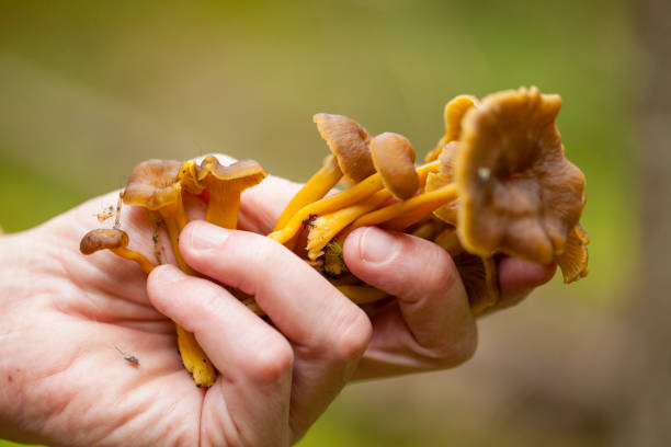 os cogumelos comestíveis craterellus tubaeformis, cogumelo de inverno - yellowfoot - fotografias e filmes do acervo