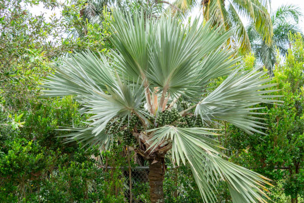 Bismark palm tree (Bismarckia nobilis) - Davie, Florida, USA