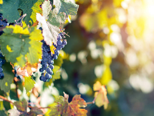 istock Vineyard at autumn harvest. 1035708280