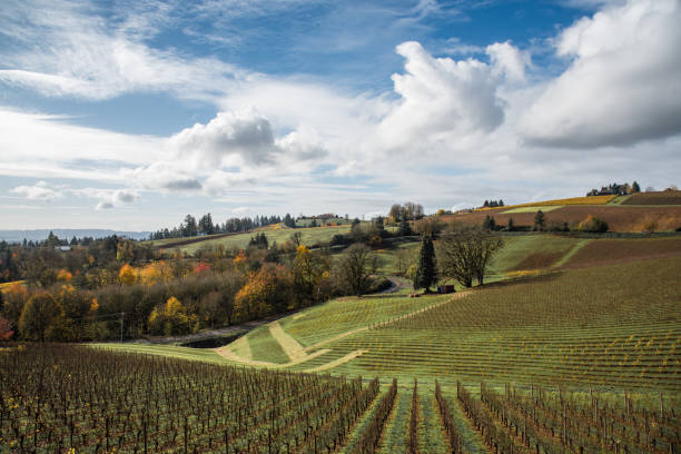 istock Vineyard on autumn afternoon 1035712138
