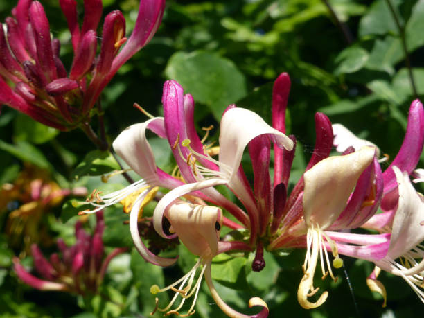 istock Close-up of honeysuckle 1035719526
