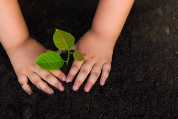istock Trees with money, saving money and growing hands. 1035720444