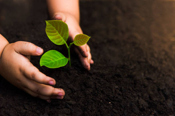 istock Trees with money, saving money and growing hands. 1035720454