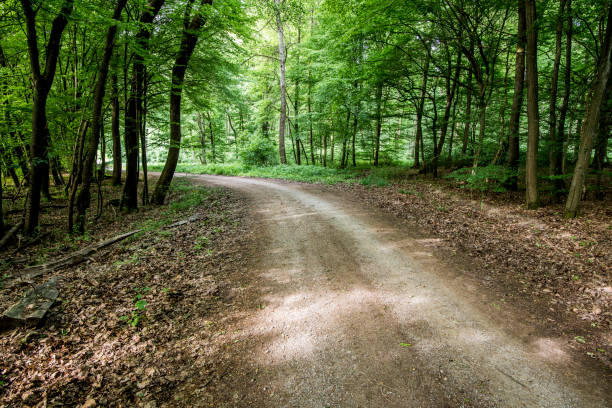 istock Forest landscape. Green forest and fern, Germany 1035724930