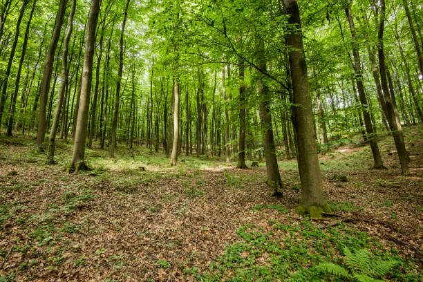 istock Forest landscape. Green forest and fern, Germany 1035724998
