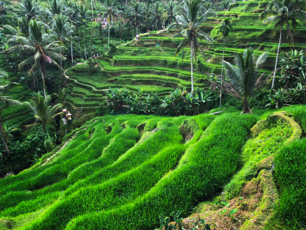 istock Tegallalang Rice Terrace - Ubud - Bali - Indonesia 1035725214