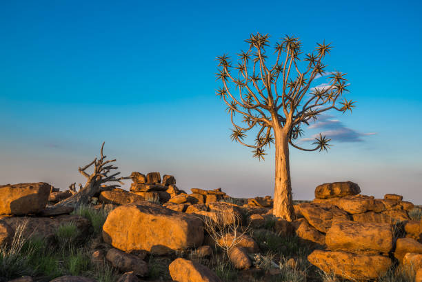 The quiver tree, or aloe dichotoma, Keetmanshoop, Namibia