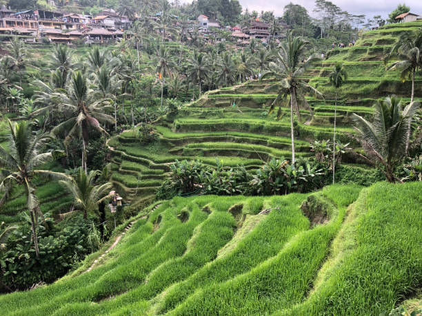 istock Tegallalang Rice Terrace - Ubud - Bali - Indonesia 1035726190