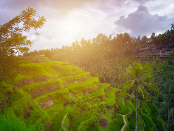 istock Tegallalang Rice Terrace - Ubud - Bali - Indonesia 1035726254