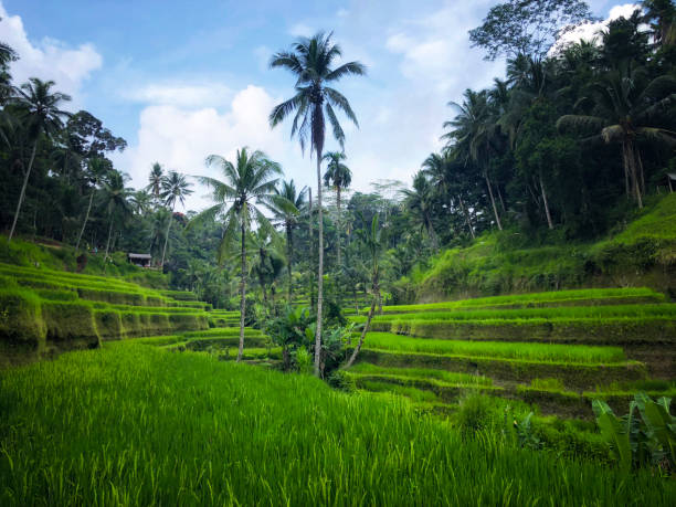 istock Tegallalang Rice Terrace - Ubud - Bali - Indonesia 1035726354