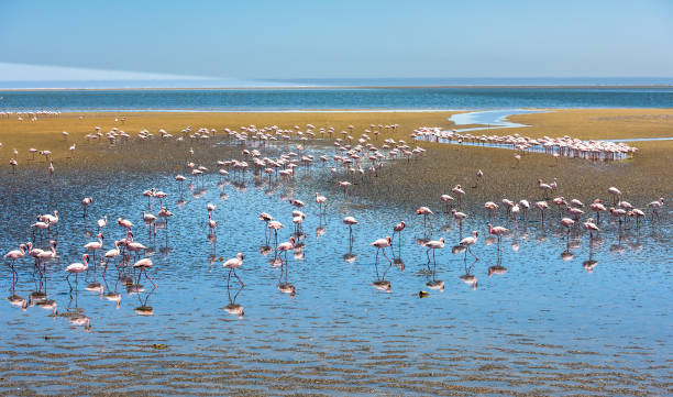 ウォルビスベイ、ナミビアではフラミンゴの群れ - walvis bay ストックフォトと画像