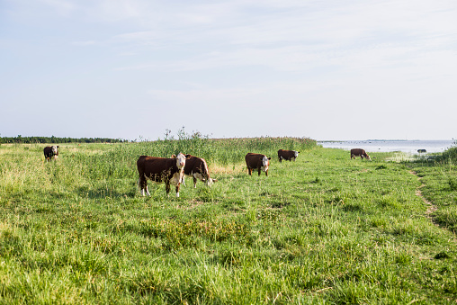 Cows graze on a green meadow on a clear summer day, the green forest in the background. Estonia