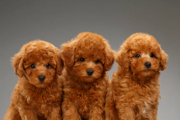 istock Three cute brown miniature poodle puppies close up on gray background 1035730154