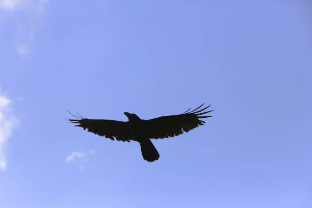 Raven flying in the Phobjikha Valley in Bhutan. The raven (Corvus corax) is the national bird of Bhutan, present in the royal crown as guard of the deities. The Valley is also known as Gangteng Valley after its impressive monastery. The valley has the best-known marshland in Bhutan, a world famous protected area where black-necked cranes (Grus nigricollis) arrive from Tibet to mate every winter. The Kingdom of Bhutan is landlocked in the Eastern Himalayas, Thimphu is its capital and largest city. The Head of state is the King of Bhutan, known as the \