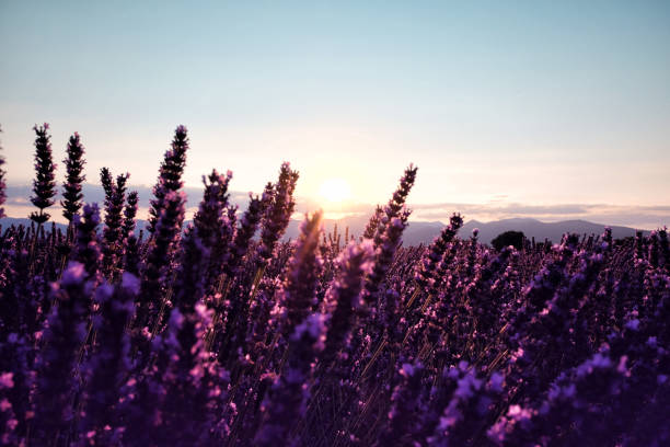 istock Morning sun rays over blooming lavender field 1035733876