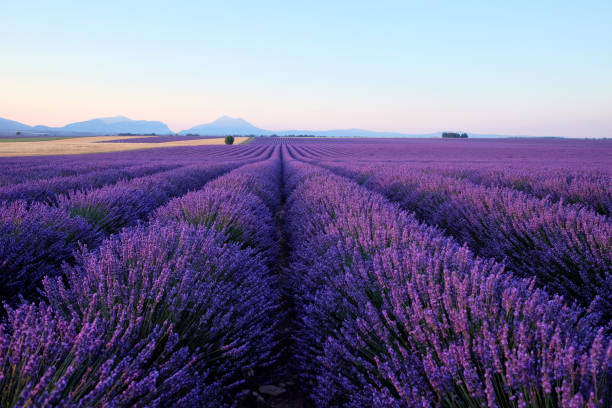 istock Morning sun rays over blooming lavender field 1035733914