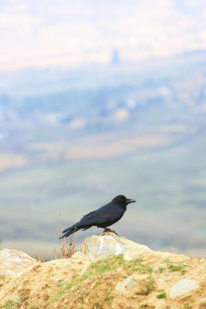 Raven in the Phobjikha Valley in Bhutan. The raven (Corvus corax) is the national bird of Bhutan, present in the royal crown as guard of the deities. The Valley is also known as Gangteng Valley after its impressive monastery. The valley has the best-known marshland in Bhutan, a world famous protected area where black-necked cranes (Grus nigricollis) arrive from Tibet to mate every winter. The Kingdom of Bhutan is landlocked in the Eastern Himalayas, Thimphu is its capital and largest city. The Head of state is the King of Bhutan, known as the \