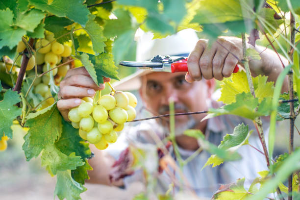 enologo che raccoglie uva - winemaking grape harvesting crop foto e immagini stock