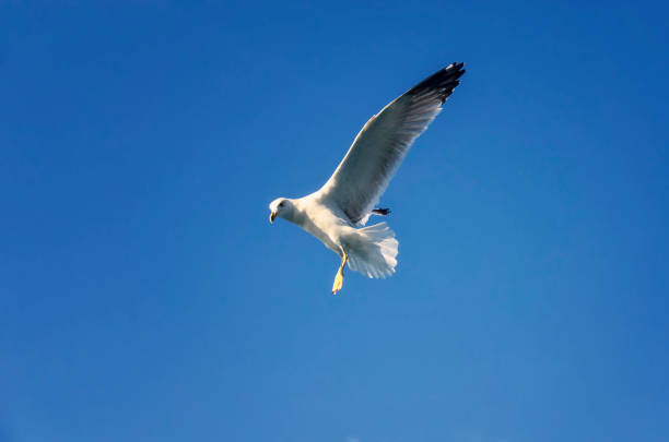 istock Flying seagulls over the sea 1035739958