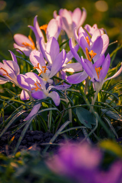 istock Splendid spring flowers crocuses shot on a sunny day in vertical perspective 1035743762