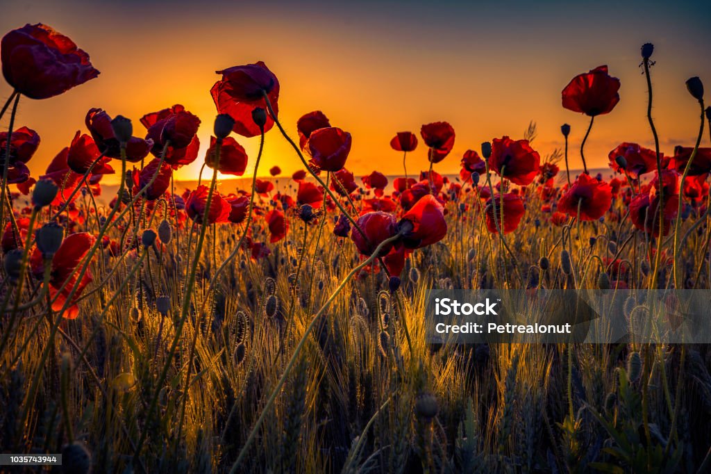 Beautiful close up shot of many wild poppies growing in a wheat field shot at sunrise against the rising sun Amazing beautiful multitude of poppies growing in a field of wheat shot at sunrise on a warm morning in Romania covered in dew drops Poppy - Plant Stock Photo