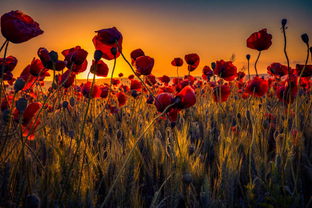 Beautiful close up shot of many wild poppies growing in a wheat field shot at sunrise against the rising sun stock photo