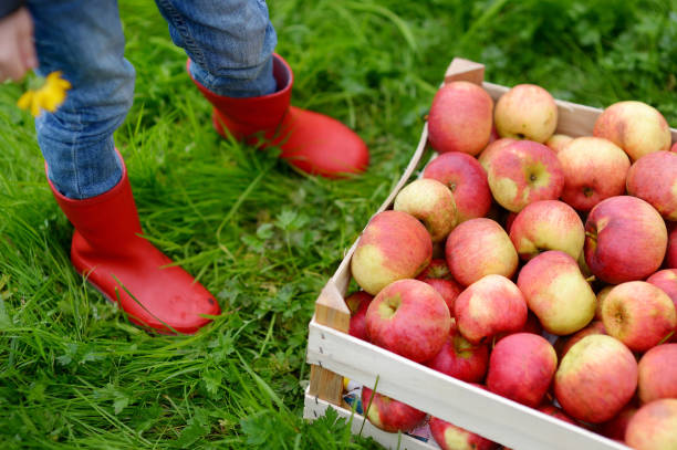istock Crate with red organic apples and children boots 1035744170