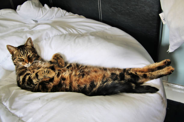 istock A picture of my Cat Jess relaxing 1035744678