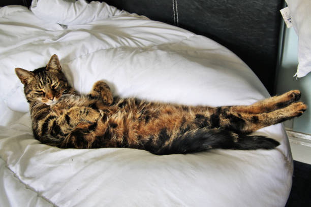 istock A picture of my Cat Jess relaxing 1035744694