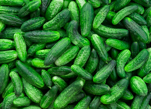 a lot of young cucumbers as background