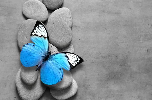 Spa concept with butterfly and zen stones. Top view.