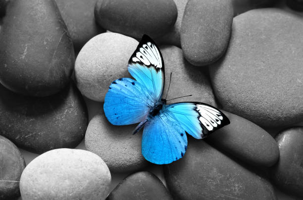 istock Spa concept with butterfly and zen stones. 1035750486