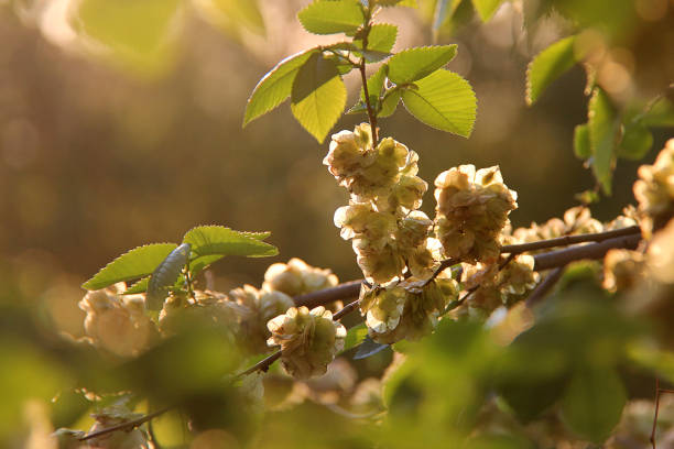 Wych elm (Ulmus glabra) twigs with leaves and seeds (samaras) illuminated by the rays of the sun at sunset against blurry spring background. Wych elm (Ulmus glabra) twigs with leaves and seeds (samaras) illuminated by the rays of the sun at sunset against blurry spring background. wych elm stock pictures, royalty-free photos & images