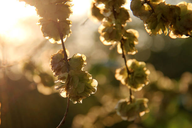 Wych elm (Ulmus glabra) twigs with leaves and seeds (samaras) illuminated by the rays of the sun at sunset against blurry spring background. Wych elm (Ulmus glabra) twigs with leaves and seeds (samaras) illuminated by the rays of the sun at sunset against blurry spring background. wych elm stock pictures, royalty-free photos & images