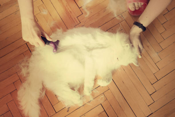 istock Woman using a comb brush the Albino cat. Cat chewing a brush 1035751792