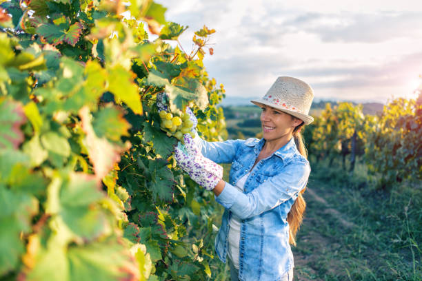 istock Woman harvesting the grapes 1035762206