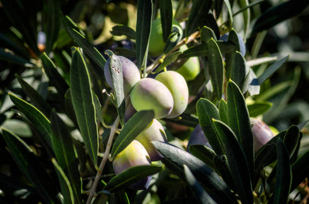 fruits d’olives suspendu à un arbre. - mount of olives photos et images de collection