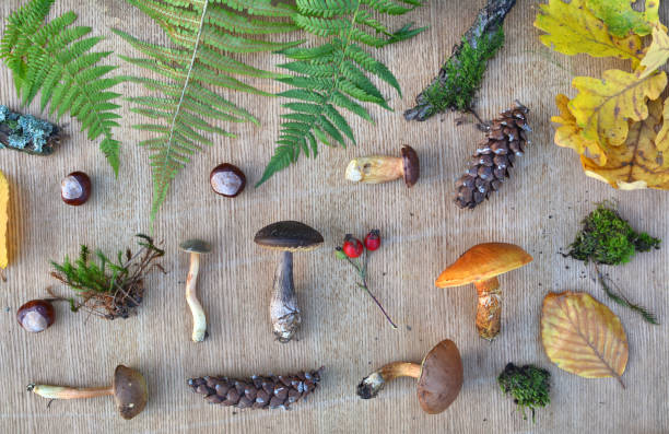 istock Flat lay composition of edible forest mushrooms, leaves, conkers and cones 1035762272