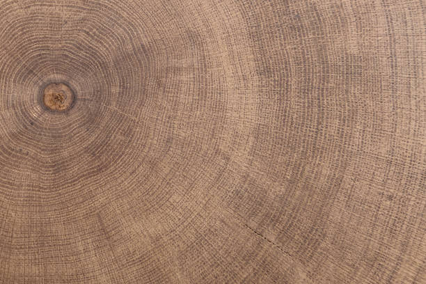 tocón de roble talado - sección del tronco con anillos anuales. - madera de roble fotografías e imágenes de stock