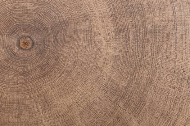 stump of oak tree felled - section of the trunk with annual rings. stump of oak tree felled - section of the trunk with annual rings wood log close up stock pictures, royalty-free photos & images