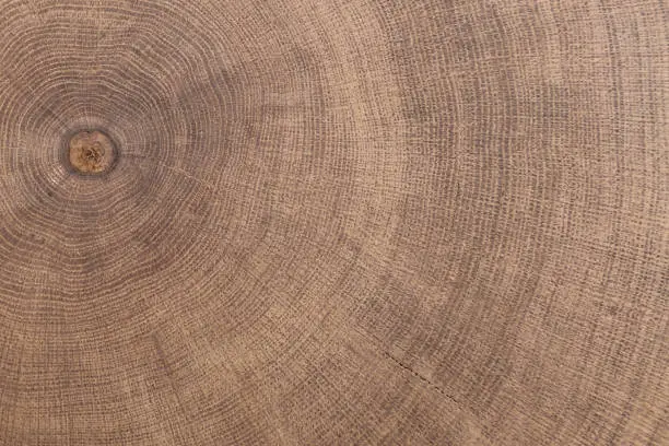 Photo of stump of oak tree felled - section of the trunk with annual rings.