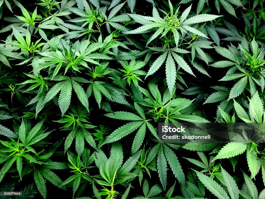 Hojas de cannabis en la planta de marihuana - Foto de stock de Planta de cannabis libre de derechos