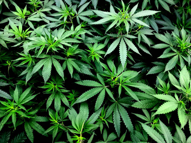 hojas de cannabis en la planta de marihuana - hemp fotografías e imágenes de stock