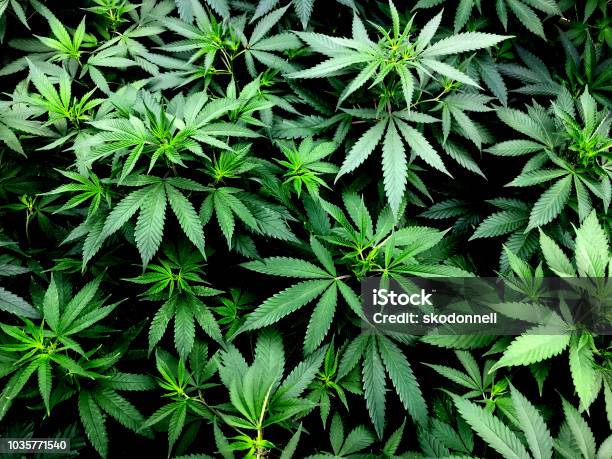 Hojas De Cannabis En La Planta De Marihuana Foto de stock y más banco de imágenes de Planta de cannabis - Planta de cannabis, Marihuana - Hierba de cannabis, Cannabis - Narcótico