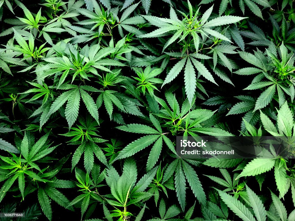 Cannabis Leaves on Marijuana Plant This is aclose up photo of a group of marijuana plants being grown in a greenhouse Cannabis Plant Stock Photo