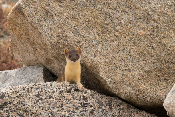 istock Long tailed weasel hunting alpine tundra Mount Evans Wilderness Front Range Colorado 1035772420
