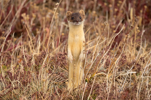 Running through tundra grasses, a quick moving and wild long tailed weasel runs from boulder to boulder hunting pikas during an afternoon near 13,000 feet in Mount Evans Wilderness in the Colorado Front Range Rocky Mountains.