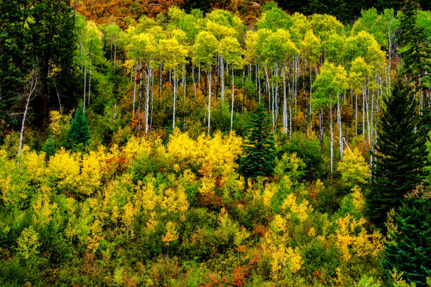istock Autumn Forest in Western Colorado 1035774740