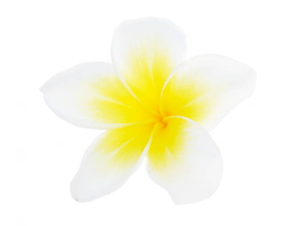 istock White frangipani flower 1035778458